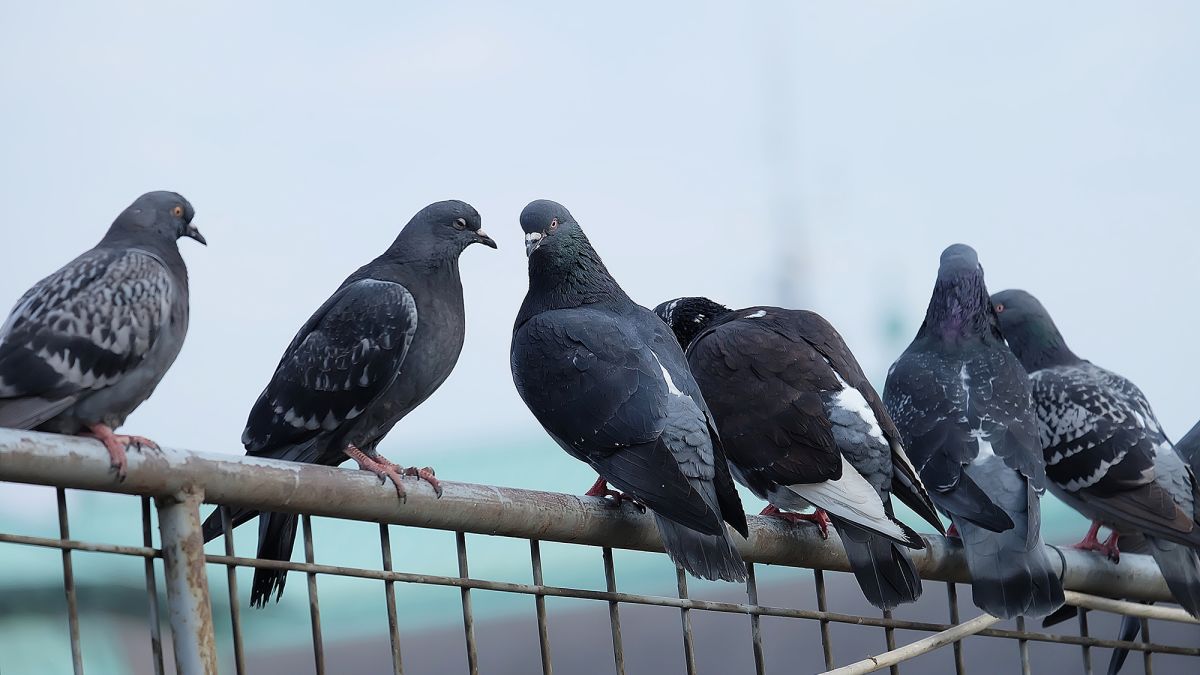 https___cdn.cnn_.com_cnnnext_dam_assets_191114024948-01-pigeons-file-2